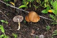 Psilocybe caerulescens image