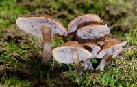 Psilocybe muliercula image