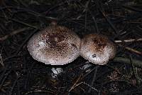 Agaricus subrutilescens image