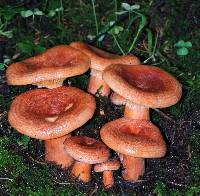 Lactarius salmonicolor image