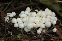 Coprinellus disseminatus image