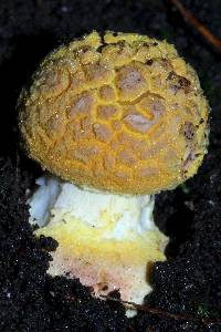 Amanita flavoconia image