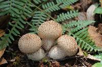 Lycoperdon perlatum image