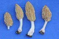 Morchella rufobrunnea image