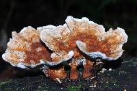 Abortiporus biennis image