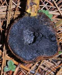 Elaphocordyceps capitata image