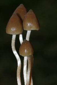 Psilocybe semilanceata image