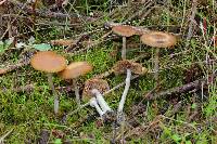 Psilocybe cyanescens image