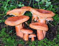 Lactarius salmonicolor image