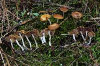 Psilocybe cyanescens image