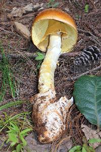 Amanita yema image