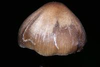 Tephrocybe boudieri image