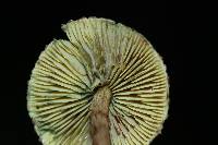 Lepiota trichroma image