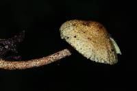 Lepiota trichroma image