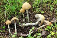 Psilocybe zapotecorum image