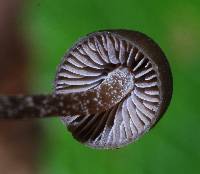 Psilocybe neoxalapensis image