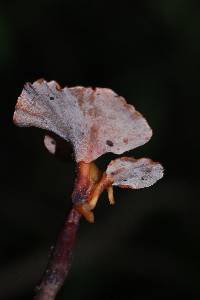 Polyporus leptocephalus image