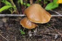 Psilocybe caerulescens image