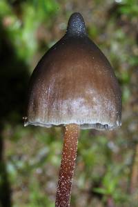 Psilocybe neoxalapensis image