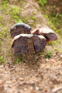 Psilocybe muliercula image