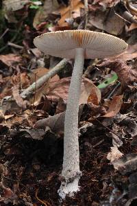 Amanita sororcula image