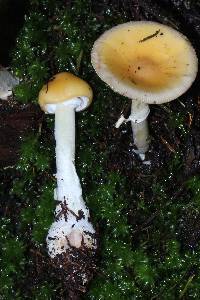 Amanita xylinivolva image