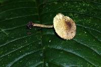 Lepiota trichroma image