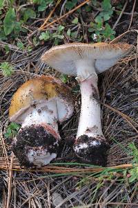 Amanita rubescens image