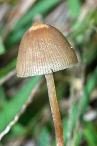 Psilocybe mexicana image