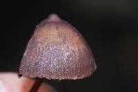 Psilocybe banderillensis image