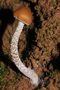 Psilocybe zapotecorum image