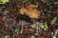 Psilocybe zapotecorum image