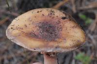 Amanita rubescens image