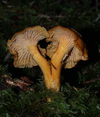 Cantharellus formosus image