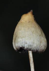 Psilocybe semilanceata image