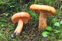 Lactarius salmonicolor image