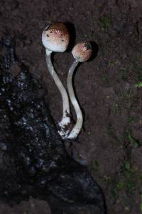 Leucoagaricus caerulescens image