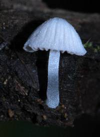 Coprinellus disseminatus image