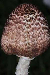 Agaricus subrutilescens image