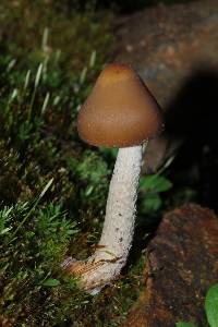 Psilocybe zapotecorum image
