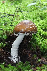 Amanita pantherina image