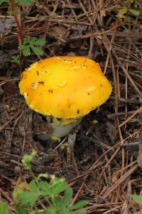 Amanita flavoconia image