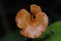 Polyporus leptocephalus image