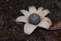 Geastrum saccatum image