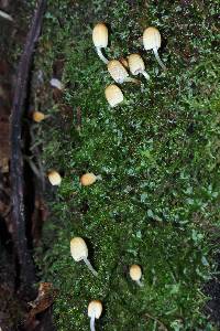 Coprinellus micaceus image