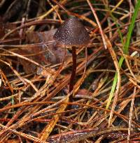 Psilocybe neoxalapensis image