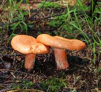 Lactarius salmonicolor image