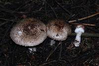 Agaricus subrutilescens image