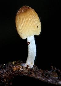 Coprinellus micaceus image