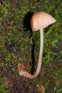 Mycena singeri image